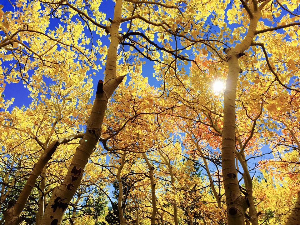 Pourquoi t’attacher à un arbre, alors que tu as toute une forêt à ta disposition ?